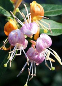 Lonicera 'Candy Swirl'